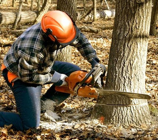 Tree Removal in Alfred, ME